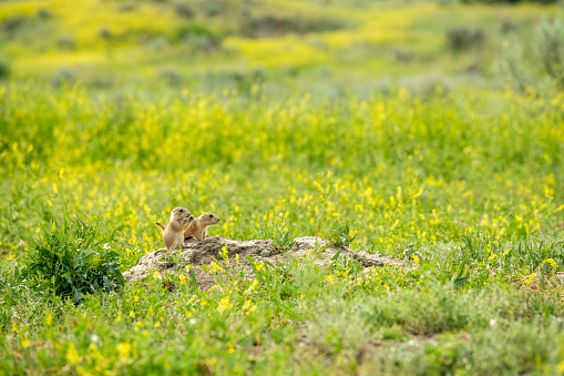 Grasslands National Park, Saskatchewan