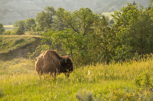 Bison seen at Theodore Roosevelt National Park, North Dakota, USA