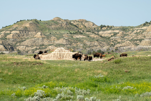 Bisons sighted at Theodore Roosevelt National Park, North Dakota, USA
