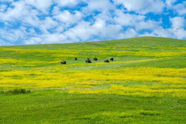 Bisons on flower booming slope sighted at Theodore Roosevelt National Park, North Dakota, USA