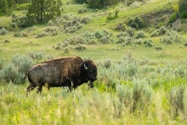 istock Bison at Theodore Roosevelt National Park 2085095823
