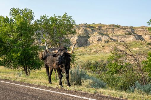Longhorn cattle standing by road in the north unit of Theodore Roosevelt National Park, North Dakota, USA