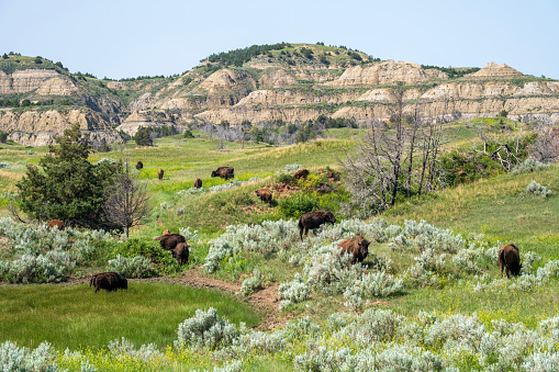 Bisons roaming at Theodore Roosevelt National Park, North Dakota, USA