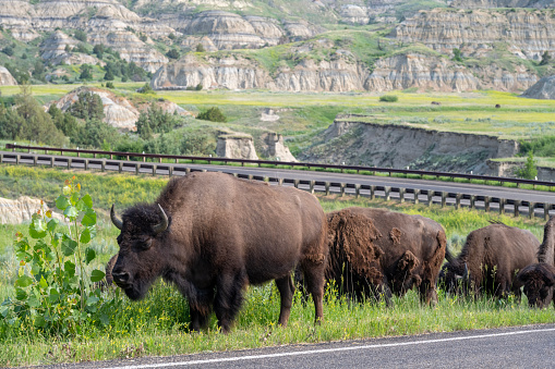 Bisons lining up by road at Theodore Roosevelt National Park, North Dakota, USA