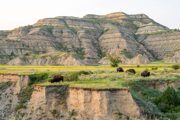 istock Bisons at Theodore Roosevelt National Park 2085096354