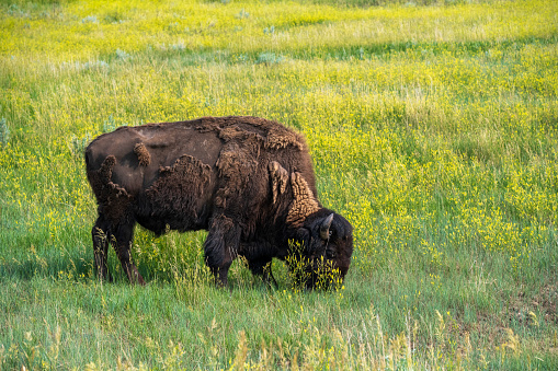 Photo of adult bison looking directly at the camera, showing head, shoulders, horns and face, at the Maxwell Wildlife Refuge in Canton, Kansas.