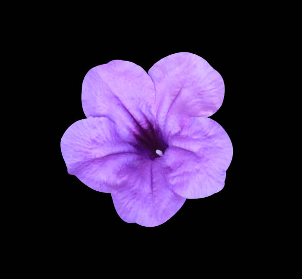 istock Purple Waterkanon flower 2085102030