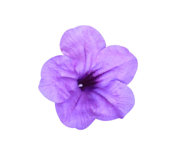 Waterkanon or Watrakanu or Minnieroot or Iron root or Feverroot or Popping pod or Cracker plant flower. Close up single purple flower isolated on white background.