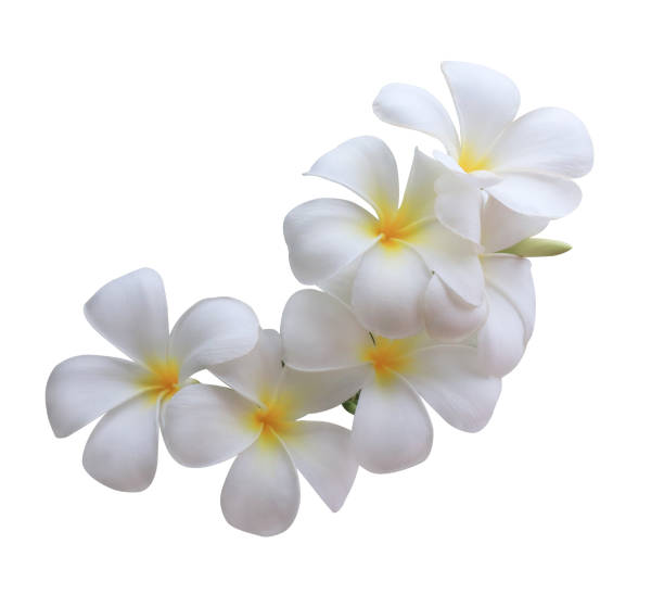 istock Plumeria or Frangipani or Temple tree flower. 2085102032
