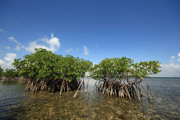 istock Mangroves and Turtle Grass flats in Biscayne National Park, Florida under sunny cloudscape. 2085102051