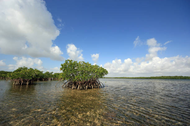 Red Mangroves and Turtle Grass beds on tidal flats of Biscayne National Park, Florida under sunny spring cloudscape.