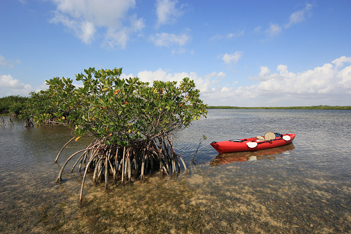 Red kayak tied to Red Mangrove Tree on Turtle Grass beds on tidal flats of Biscayne National Park, Florida under sunny spring cloudscape.