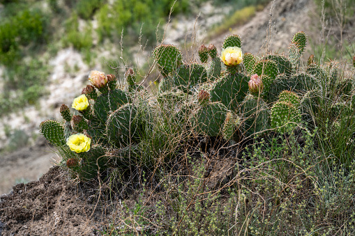 Plains pricklypear in blossom at Theodore Roosevelt National Park, North Dakota, USA