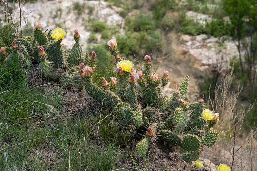 Plains pricklypear in blossom at Theodore Roosevelt National Park, North Dakota, USA