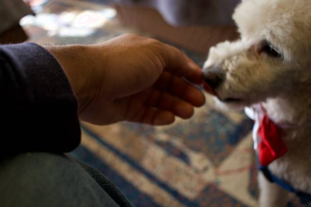 istock small white poodle dog sniffing a person's hand 2085116177