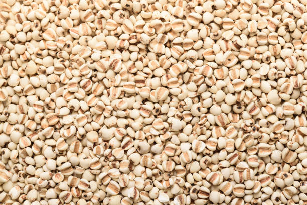 Jobs tear seed or coix millet seed grain, an ingredient for making vegetarian and healthy food. Close-up image of food background texture stock photo