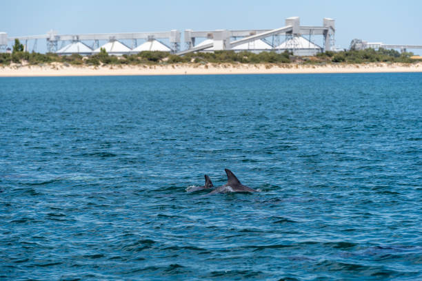 Wild dolphins in Koombana Bay