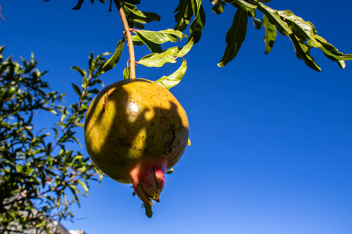 Ripe green Pomegranate Fruit on Tree Branch. The Foliage on the Background