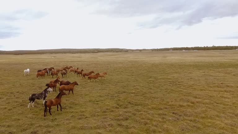 Aerial view of  horses galloping in the open field