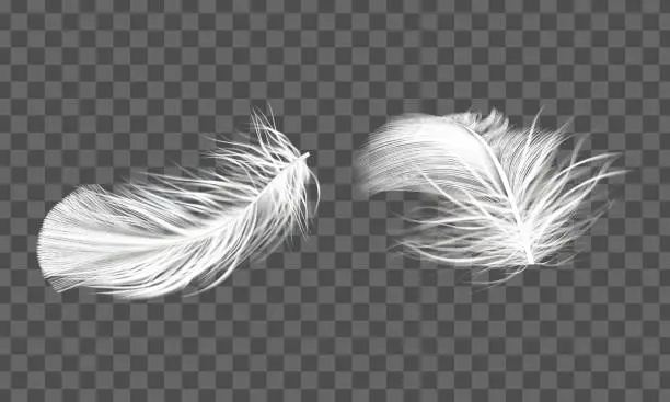 Vector illustration of vector white bird feathers transparent realistic set isolated