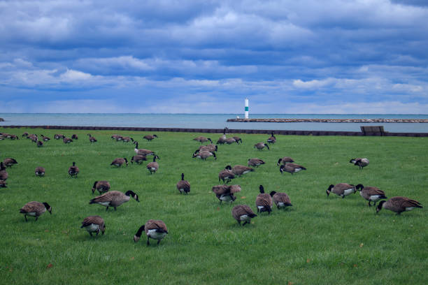 istock Candian Geese Grazing Along Lake Michigan 2085185214