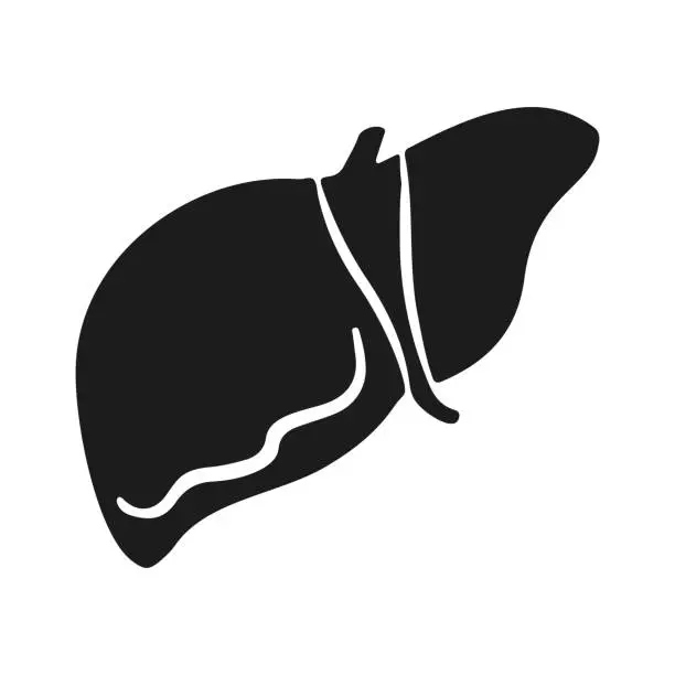 Vector illustration of vector hand drawn flat design liver illustration