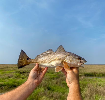 A Redfish In The Louisiana Marsh