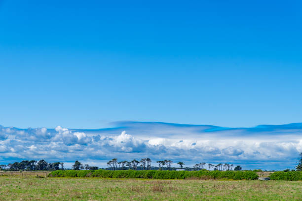 Landscape with distant trees shaped and formed by South Taranaki winds