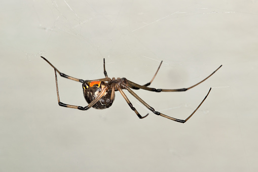 Brown Widow Spider (Latrodectus geometricus) in its web in Houston, TX USA side view. Less venomous than its cousin Black Widows, they are located worldwide.