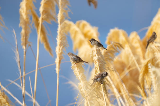 istock House sparrow resting on stem of pampas grass flower. 2085242984