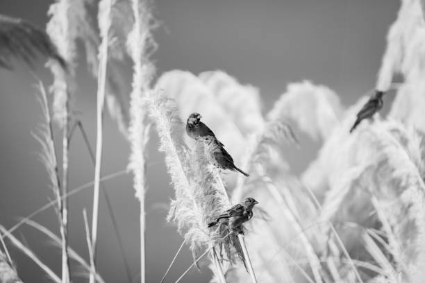 istock House sparrow resting on stem of pampas grass flower. 2085243499