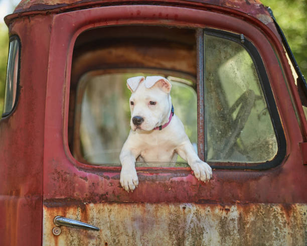 istock Animal - Little White Dog 2085266410