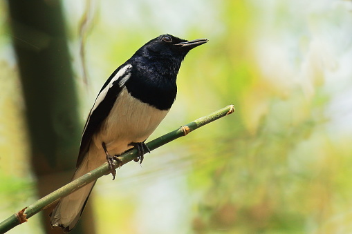 beautiful song bird a male oriental magpie robin (copsychus saularis)  perching on a branch, indian tropical forest