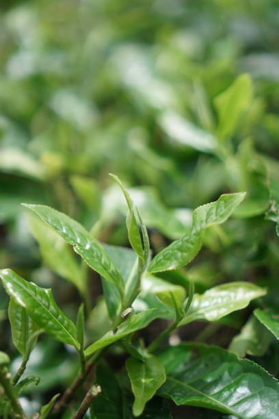 istock Tea trees begin to bloom after a few days of being harvested. 2085276992