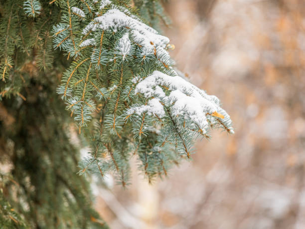 Green fir branches in winter covered with snow. Branches of fir tree as background, closeup. Christmas background