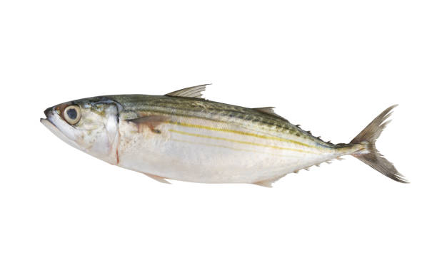 istock Indian mackerel isolated on white background, Rastrelliger kanagurta 2085299567