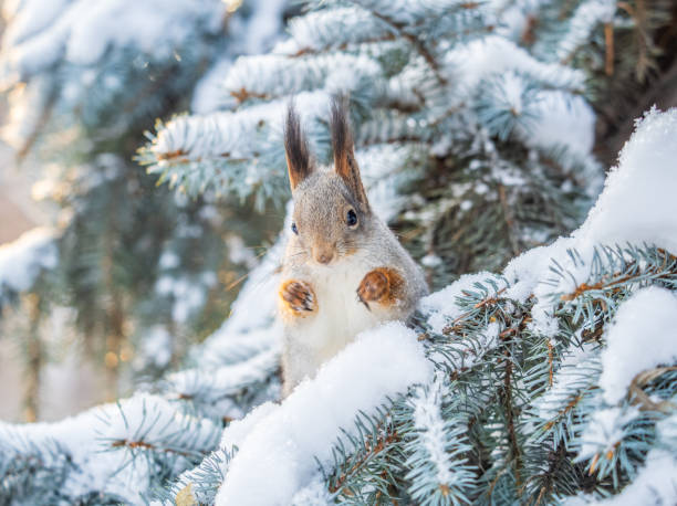 istock The squirrel sits on a branches without leaves in the winter or autumn 2085302869