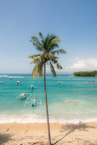 Scenic view of beach, fishing boats  and coconut tree visible from high angle