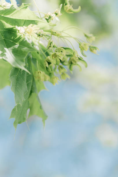 Young Green Maple Leaves and first flowers on spring blossoming branches tree,  pastel colored spring natural blurred background, copy space, outdoors nature scenery, new leaf growth, bokeh, vertical