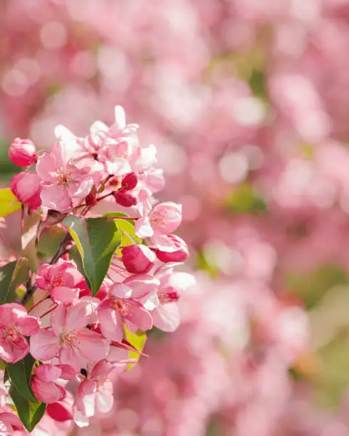 Pink apple tree flowers at sunlight, spring blooming red blooms on blurred bokeh background, Beauty nature scenery in garden, delicate petals of blooms on branches outdoor, vivid pastel colored