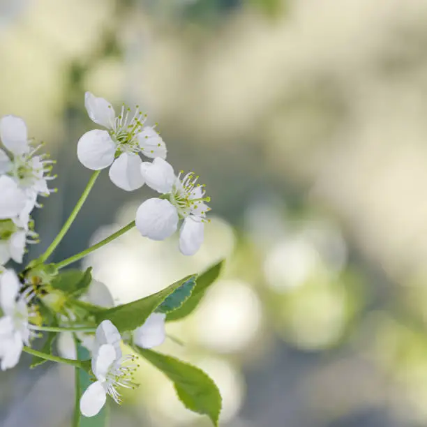 Apple blossom over nature blurred background, beautiful spring white flowers, empty space, delicate blooms on branch outdoors, soft focus, pale neutral colored photo, aesthetic minimal nature photo