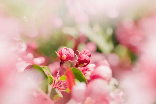 Blossoming Pink Apple Tree in Springtime, vibrant close-up texture of apple blossoms in full bloom, beautiful aesthetic flowers on tree, Delicate blooms in soft pink hues, selective focus