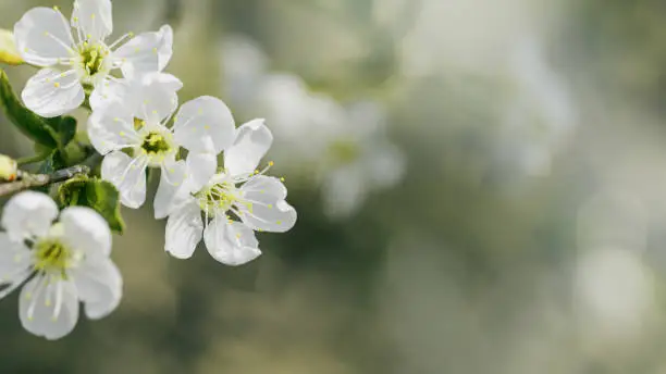 Spring floral scenery with apple blossoms, close up white flowers with bokeh blur texture background with copy space, Floral still life outdoor beautiful blooms, nature design wallpaper, pastel color