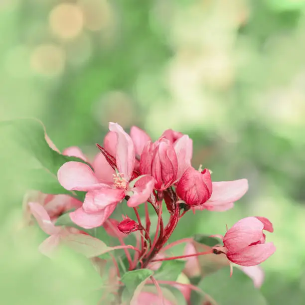 Blooming branch of Apple Tree in Spring, Pink flowers with tender petals close-up on soft-focus blurred background, copy space gentle beauty of sping season flowers, macro nature floral photo