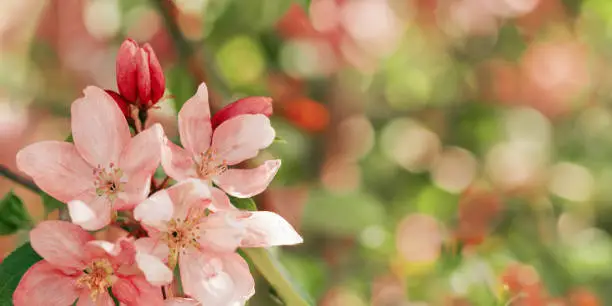 Pink Apple flowers, delicate textures of apple blossoms on bokeh background, empty space banner, pastel colored. Minimal nature scenic, spring blooms at natural light, tender vivid natural tones