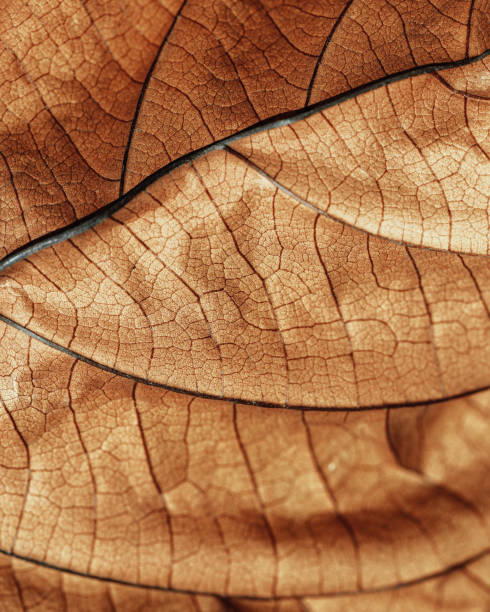 istock Autumn Dried leaf close up with natural veins pattern, brown leaf as nature background. Trend botanical design backdrop, environment pattern, fall seasonal still life macro trend, soft focus 2085332460