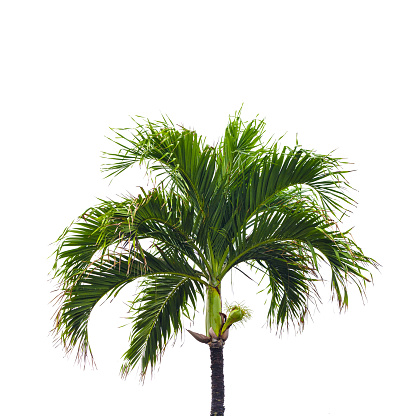 Palm tree part isolated on white background, vibrant green fronds of coconut tree, natural palm leaves of exotic evergreen cycad plant, lush foliage tropical