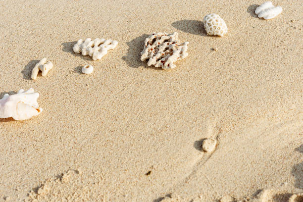 Assorted Seashells and corals on Golden Beach Sand, nature still life from shells and coral pieces arranged on natural beige sandy background, frame with copy space, minimal style, neutral colors