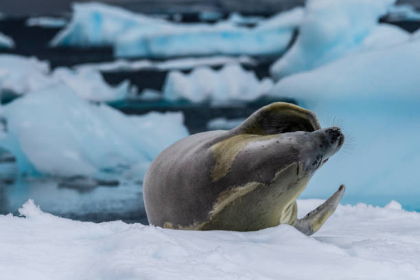 istock Crabeater Seal resting on a sheet of ice 2085336726