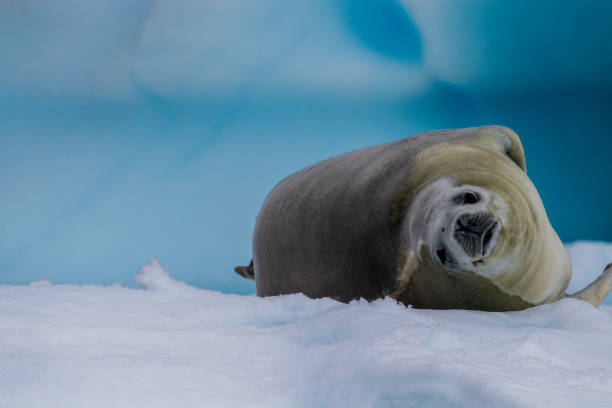 istock Crabeater Seal resting on a sheet of ice 2085336728